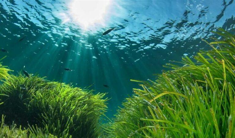 Fondation de Cannes et la posidonia Fondation de Cannes et la posidonia