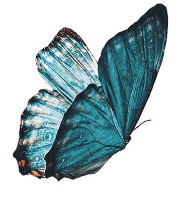 IPEM2022_papillon_solo IPEM2022_papillon_solo
