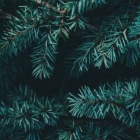 annie-spratt-zh7GEuORbUw-unsplash